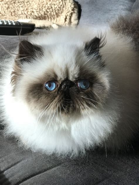 himalayan cat for sale
